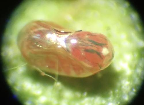 Rhopalus sp.